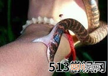 梦境解析 梦见被蛇咬出血了是吉是凶？