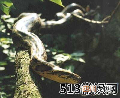 孕妇梦见蟒蛇好不好