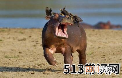 做梦梦见河马好不好
