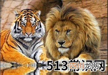 梦见狮子老虎