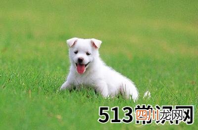 梦见狗摆尾