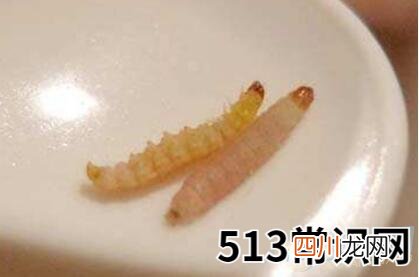 梦见粪虫有着怎样的含义？财运会有所提升