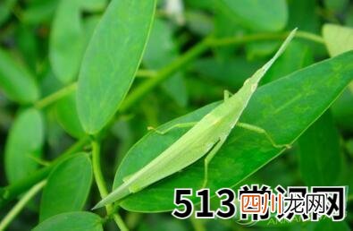 梦见蚱蜢