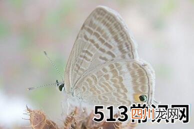 梦见飞蛾