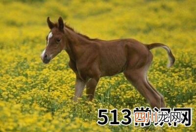 梦见马驹