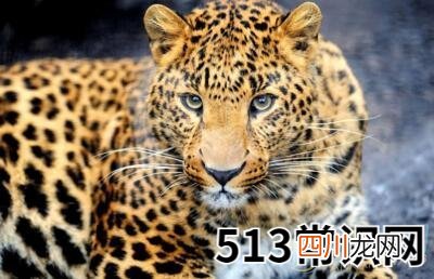 梦见金钱豹