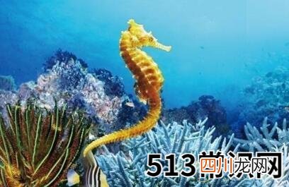 梦见海马