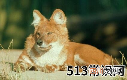 梦见豺狼是什么意思