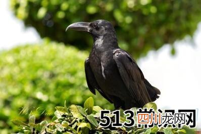 梦见大乌鸦