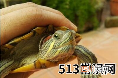 梦见乌龟咬手