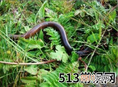 梦见蚯蚓