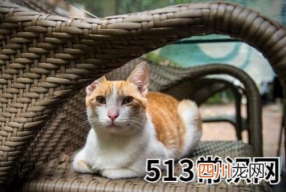 梦见家里有猫含义如何？从不同角度来看