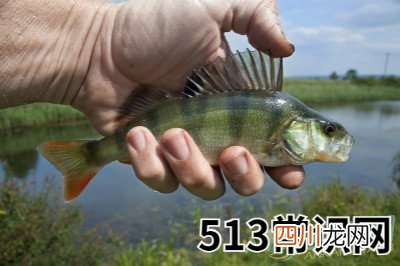 梦见摸鱼