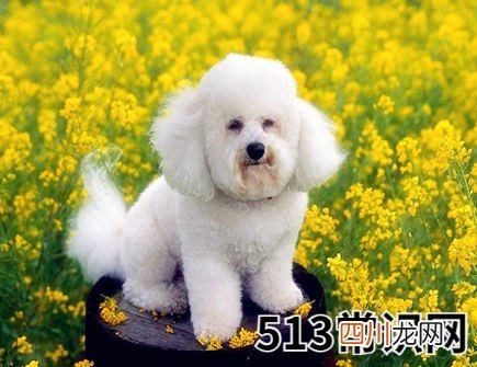 属狗人2021年结婚好吗