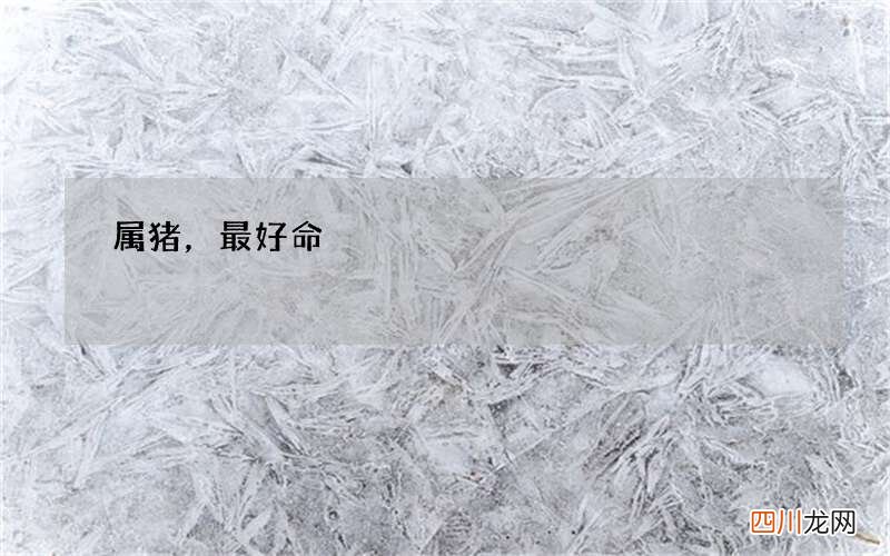 属猪，最好命