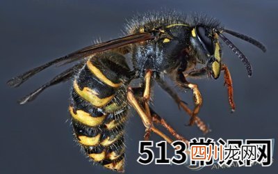 梦见大黄蜂