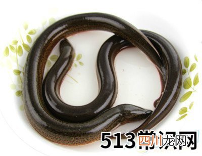 梦见黄鳝
