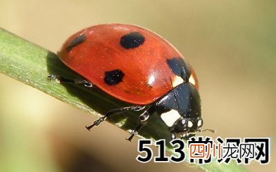 梦见七星瓢虫
