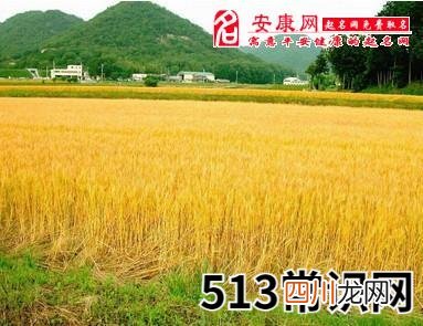 梦见金黄的麦田