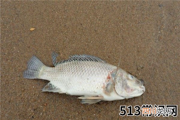 做梦梦见死鱼代表什么？