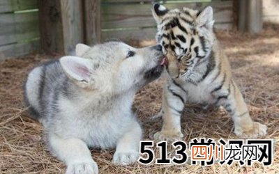 梦见虎狼