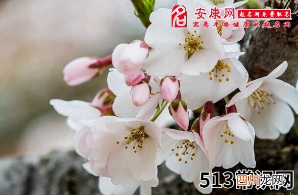 梦见樱桃树开花