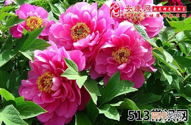 梦见牡丹花