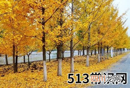 做梦梦见银杏树好不好