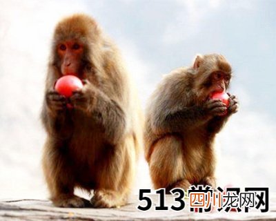 2004年属猴的人是什么命