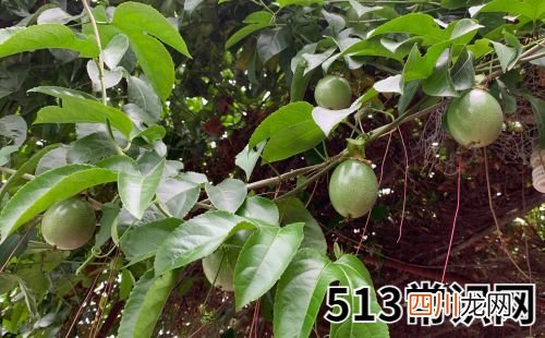属鼠的人在2019年中有哪些好运气和坏运气