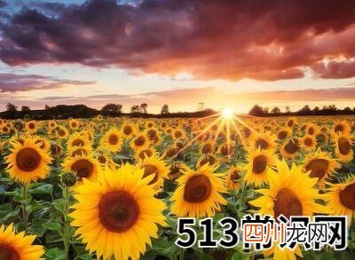 做梦梦见向日葵花开好不好
