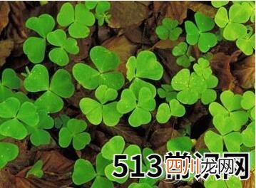 做梦梦见三叶草好不好？乃是吉兆梦境