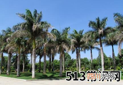 梦见棕榈树