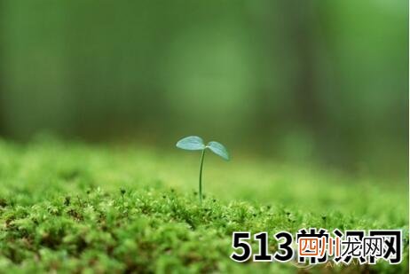 梦见刚发芽的树苗象征含义有哪些特点？
