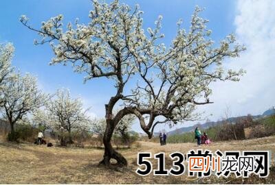 梦见梨树