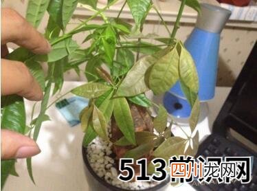 如何分析梦见枯萎的树苗？注意梦境变化