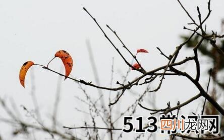 梦见枯树残枝