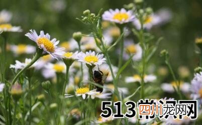 梦见野花