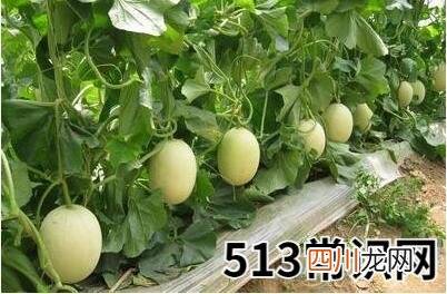 孕妇梦见香瓜