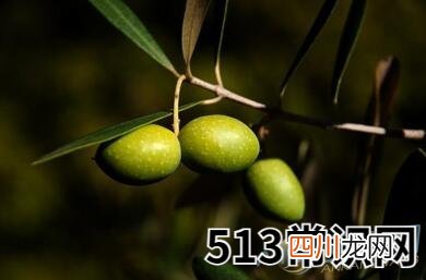 梦见橄榄