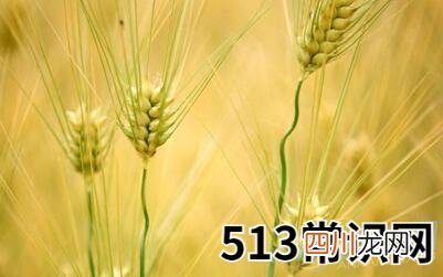 梦见大麦