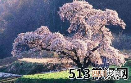 解读梦见樱花盛开所拥有的象征意义
