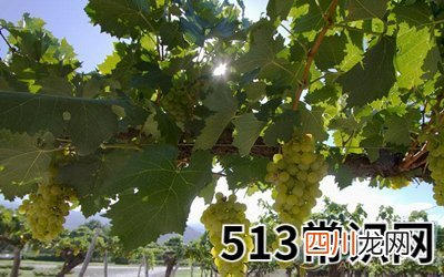 梦见葡萄藤