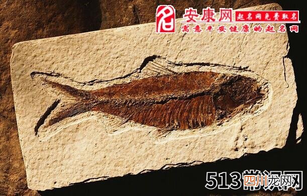 梦见化石