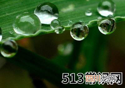 乙木生于卯月