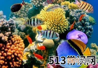 梦见海底