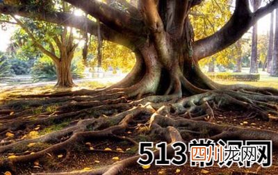 寅木日格的性格特征