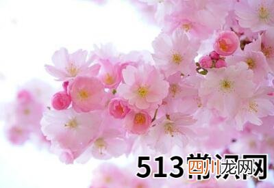 梦见春季