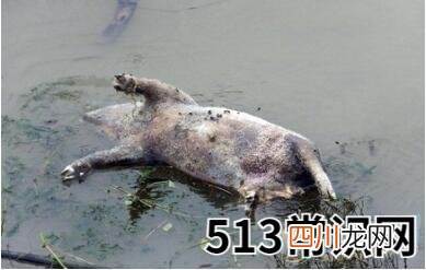 解读梦见动物尸体 注重尸体的类型