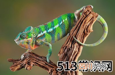 八字中“辰戌丑未”怎么运用